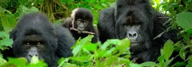 2 days rwanda gorilla trekking safari| Kizza Adventure